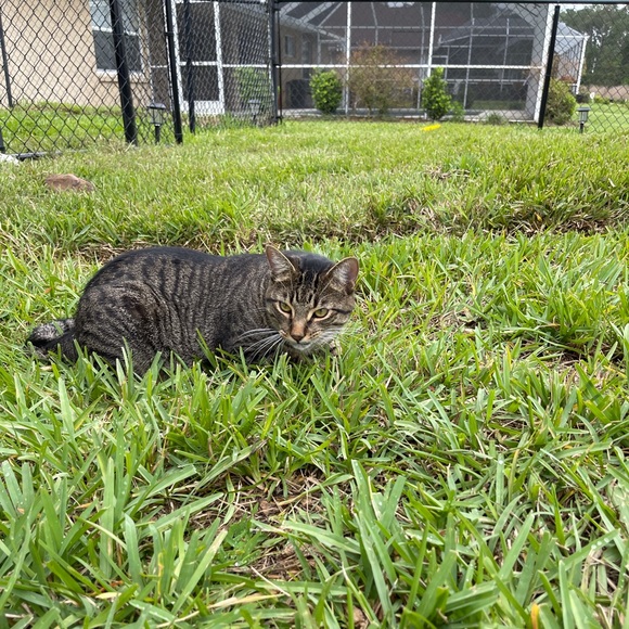 This is Nugget! - Picture 9 of 9